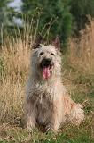 BOUVIER DES ARDENNES 421